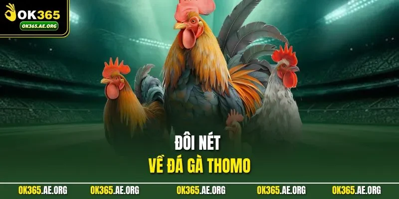 Đá Gà Thomo – Trận Đấu Rực Lửa, Bùng Nhịp Cao Trào 1 Đôi nét về đá gà Thomo