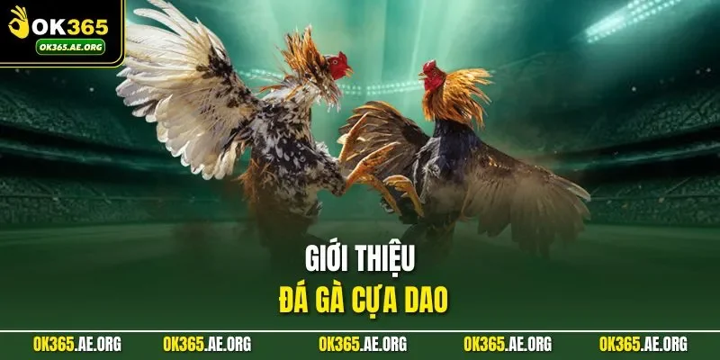 Đá Gà Cựa Dao | Quan Sát Thế Đòn, Đặt Cược Chuẩn Xác 1 Giới thiệu đá gà cựa dao