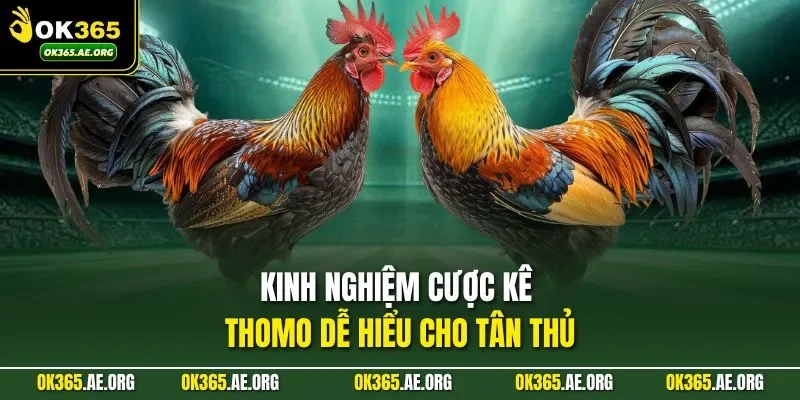 Đá Gà Thomo – Trận Đấu Rực Lửa, Bùng Nhịp Cao Trào 3 Kinh nghiệm cược kê Thomo dễ hiểu cho tân thủ