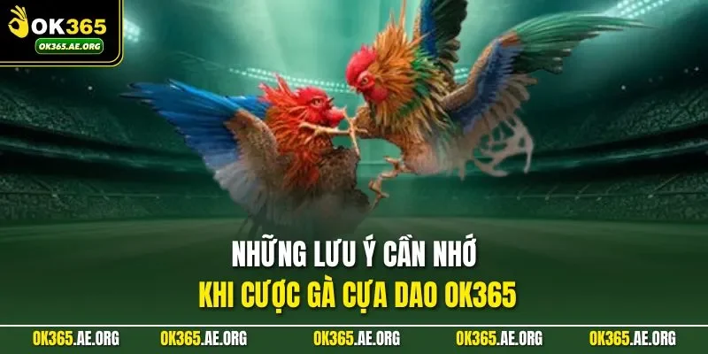 Đá Gà Cựa Dao | Quan Sát Thế Đòn, Đặt Cược Chuẩn Xác 3 Những lưu ý cần nhớ khi cược gà cựa dao Ok365