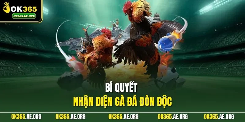 Gà Đá Đòn Độc Ở OK365 - Làm Chủ Trận Đấu, Chiến Thắng Cao 3 Bí quyết nhận diện gà đá đòn độc