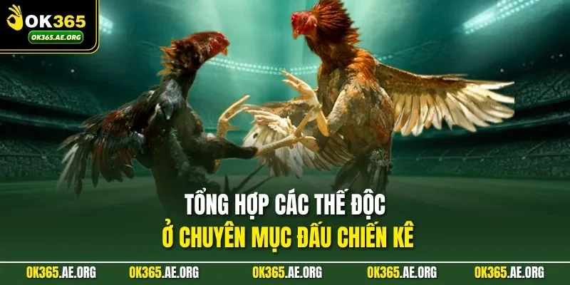 Gà Đá Đòn Độc Ở OK365 - Làm Chủ Trận Đấu, Chiến Thắng Cao 2 Tổng hợp các thế độc ở chuyên mục đấu chiến kê
